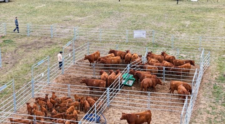 Alquiler de corrales 3