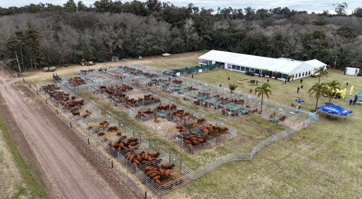 Alquiler de corrales 5