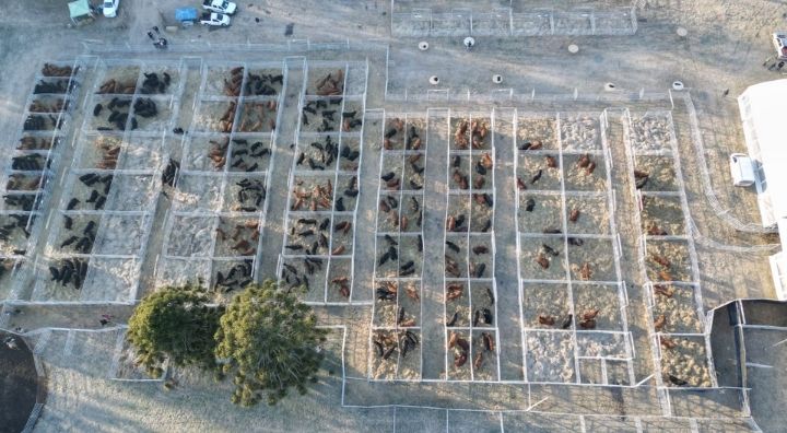 Alquiler de corrales 6